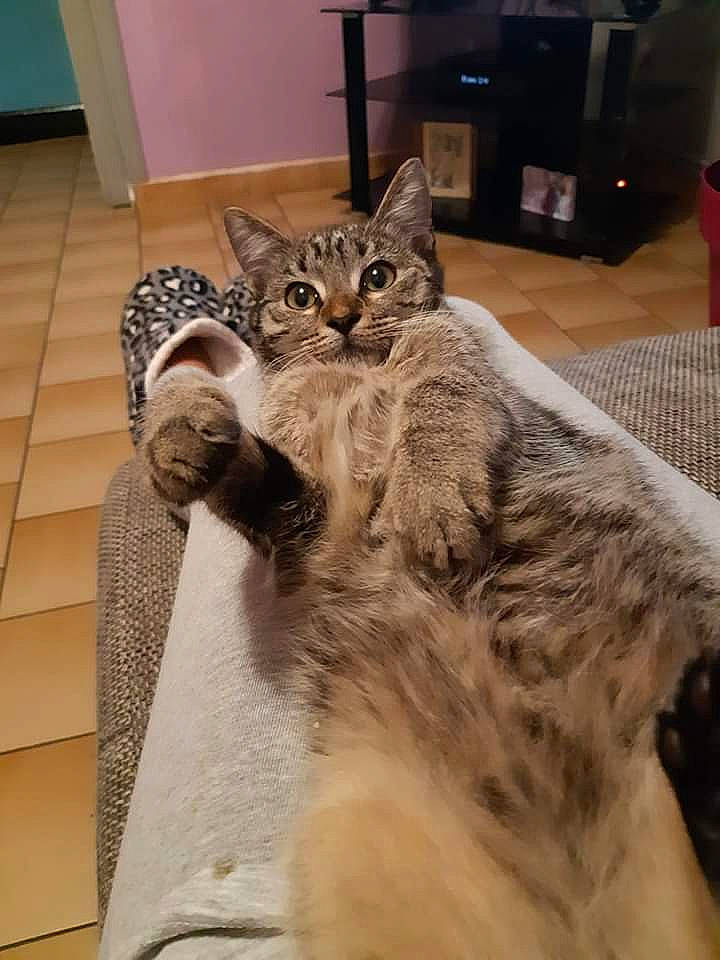 Tigresse a rejoint le concours — aidez-le/la à gagner de superbes lots ! american_shorthair, asian, carnivore, cat, domestic_long_haired_cat, domestic_short_haired_cat, dragon_li, egyptian_mau, european_shorthair, felidae, fur, kitten, maine_coon, mammal, norwegian_forest_cat, pixie_bob, small_to_medium_sized_cats, tabby_cat, vertebrate, whiskers