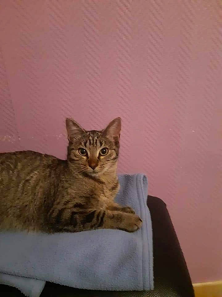 Tigresse a rejoint le concours — aidez-le/la à gagner de superbes lots ! aegean_cat, american_shorthair, asian, australian_mist, british_semi_longhair, california_spangled, carnivore, cat, chausie, domestic_short_haired_cat, dragon_li, european_shorthair, fawn, felidae, kitten, mammal, pixie_bob, small_to_medium_sized_cats, tabby_cat, whiskers