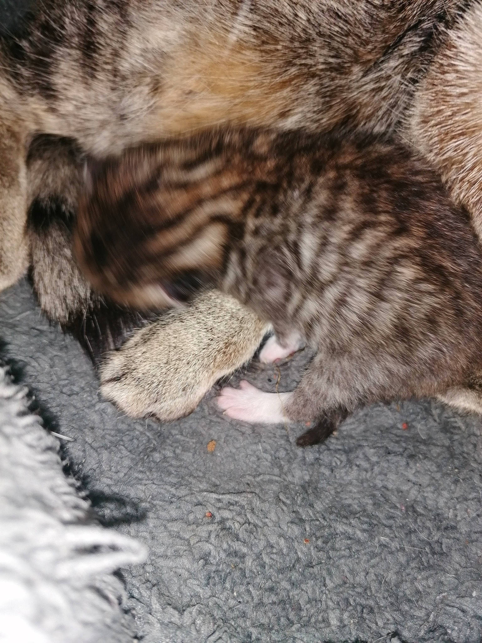 Tigresse a rejoint le concours — aidez-le/la à gagner de superbes lots ! carnivore, cat, claw, domestic_short_haired_cat, dragon_li, egyptian_mau, european_shorthair, felidae, fur, kitten, ocicat, paw, pixie_bob, small_to_medium_sized_cats, snout, tabby_cat, tail, whiskers, wild_cat