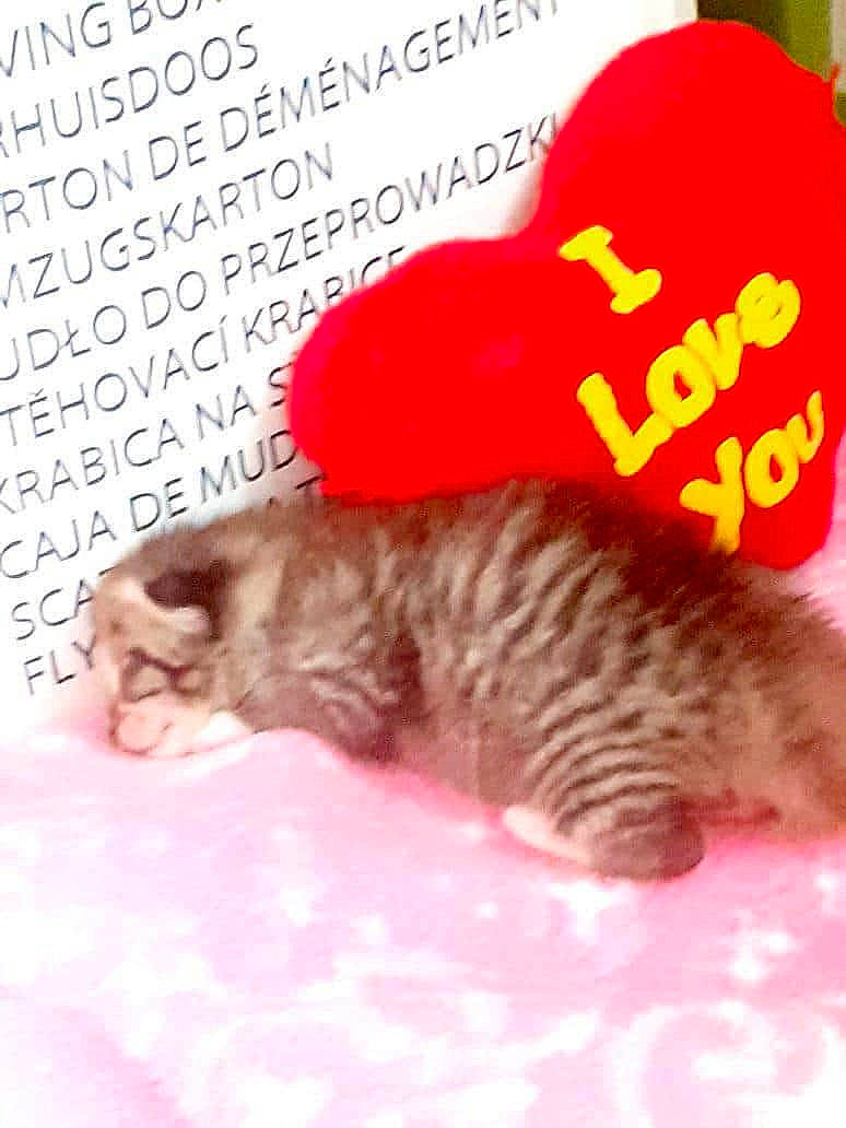 Tigresse a rejoint le concours — aidez-le/la à gagner de superbes lots ! carnivore, cat, felidae, kitten, photo_caption, small_to_medium_sized_cats, tail, whiskers