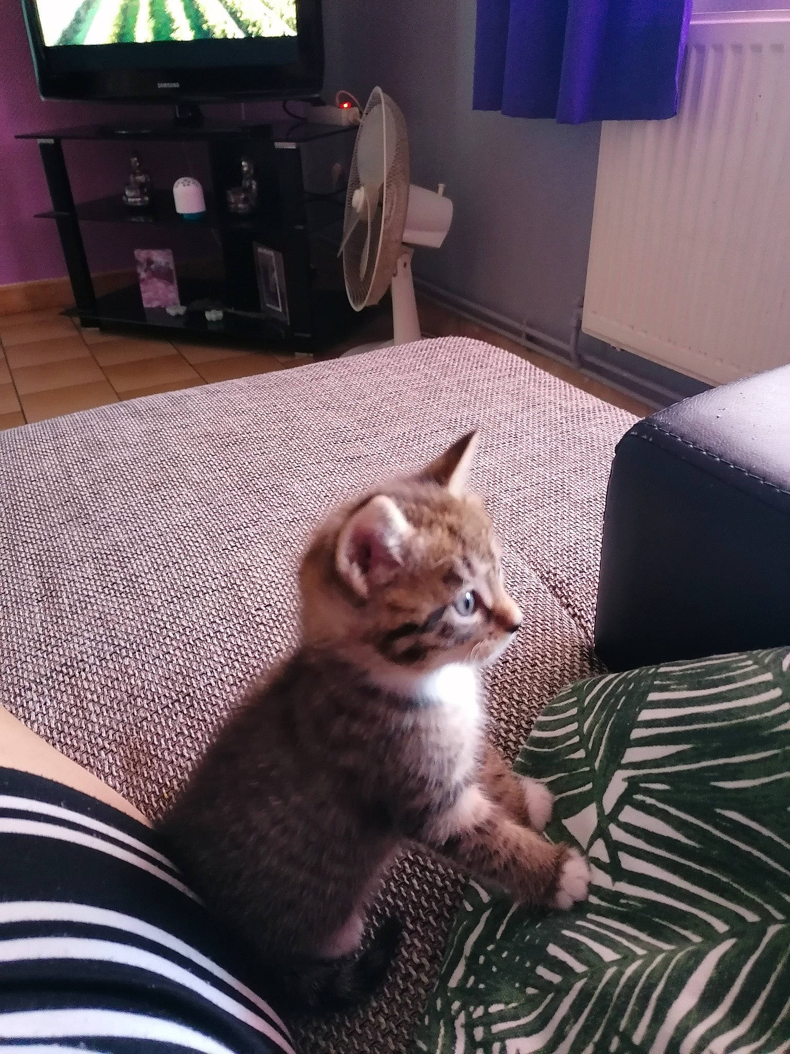 Tigresse a rejoint le concours — aidez-le/la à gagner de superbes lots ! asian, carnivore, cat, chausie, domestic_short_haired_cat, european_shorthair, felidae, fur, furniture, kitten, leg, mammal, singapura, small_to_medium_sized_cats, tail, whiskers