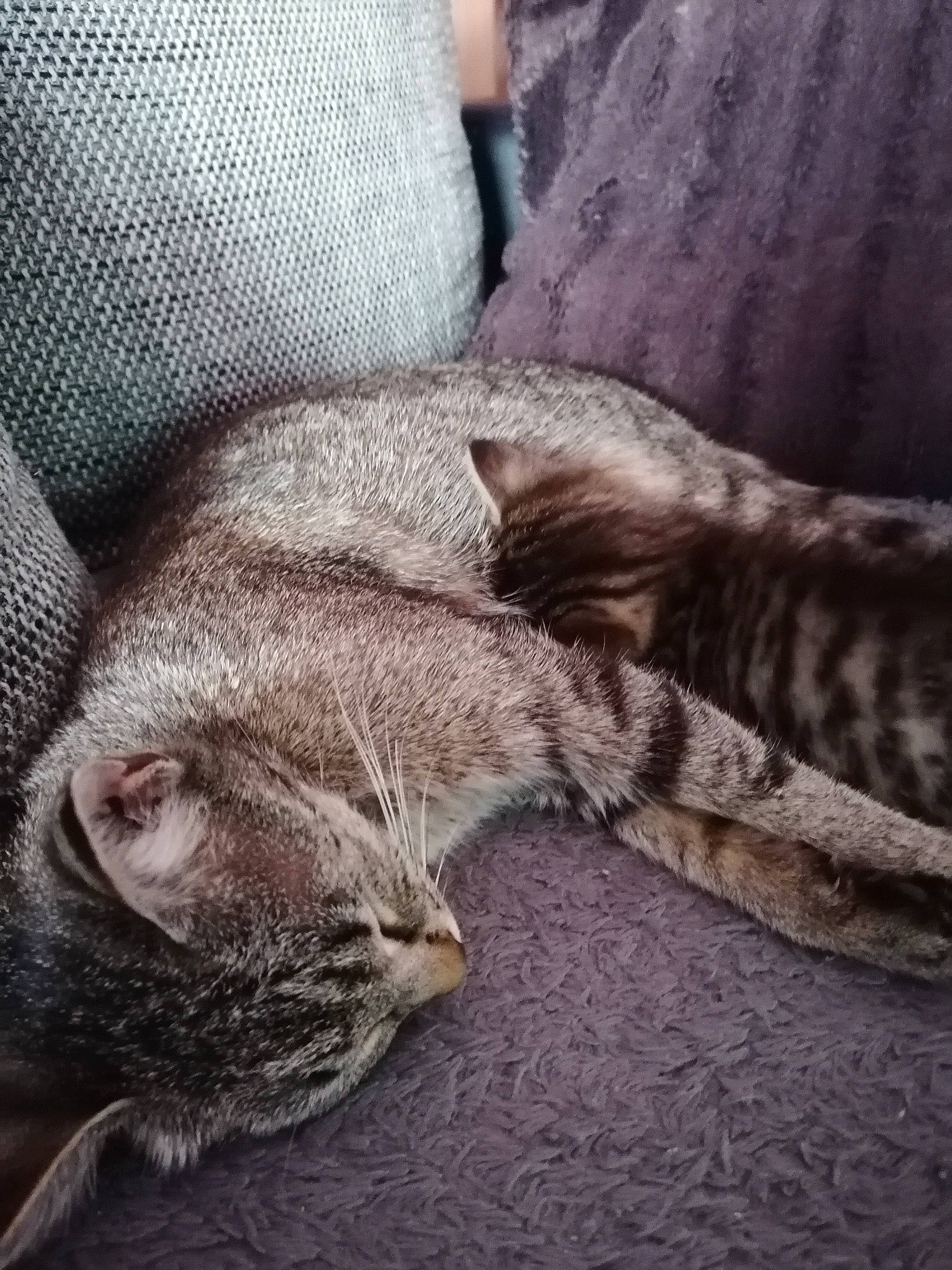 Tigresse a rejoint le concours — aidez-le/la à gagner de superbes lots ! asian, carnivore, cat, domestic_short_haired_cat, dragon_li, egyptian_mau, european_shorthair, fawn, felidae, fur, german_rex, kitten, nap, ocicat, pixie_bob, sleep, small_to_medium_sized_cats, tabby_cat, tail, whiskers