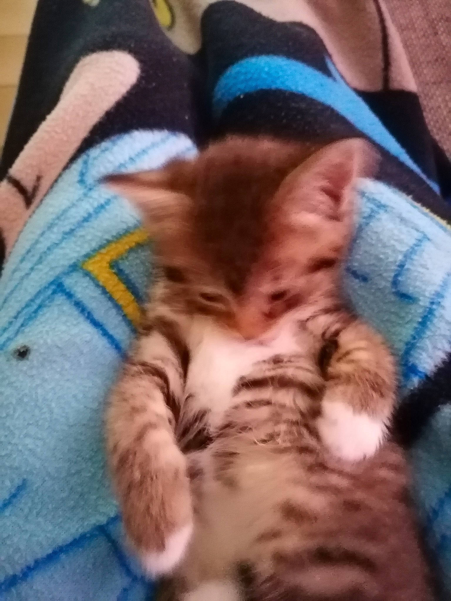 Tigresse participe au concours pour gagner de l'argent avec cette photo : american_shorthair, asian, carnivore, cat, claw, domestic_short_haired_cat, european_shorthair, felidae, fur, kitten, mammal, nap, nose, pixie_bob, polydactyl_cat, skin, sleep, small_to_medium_sized_cats, tabby_cat, whiskers