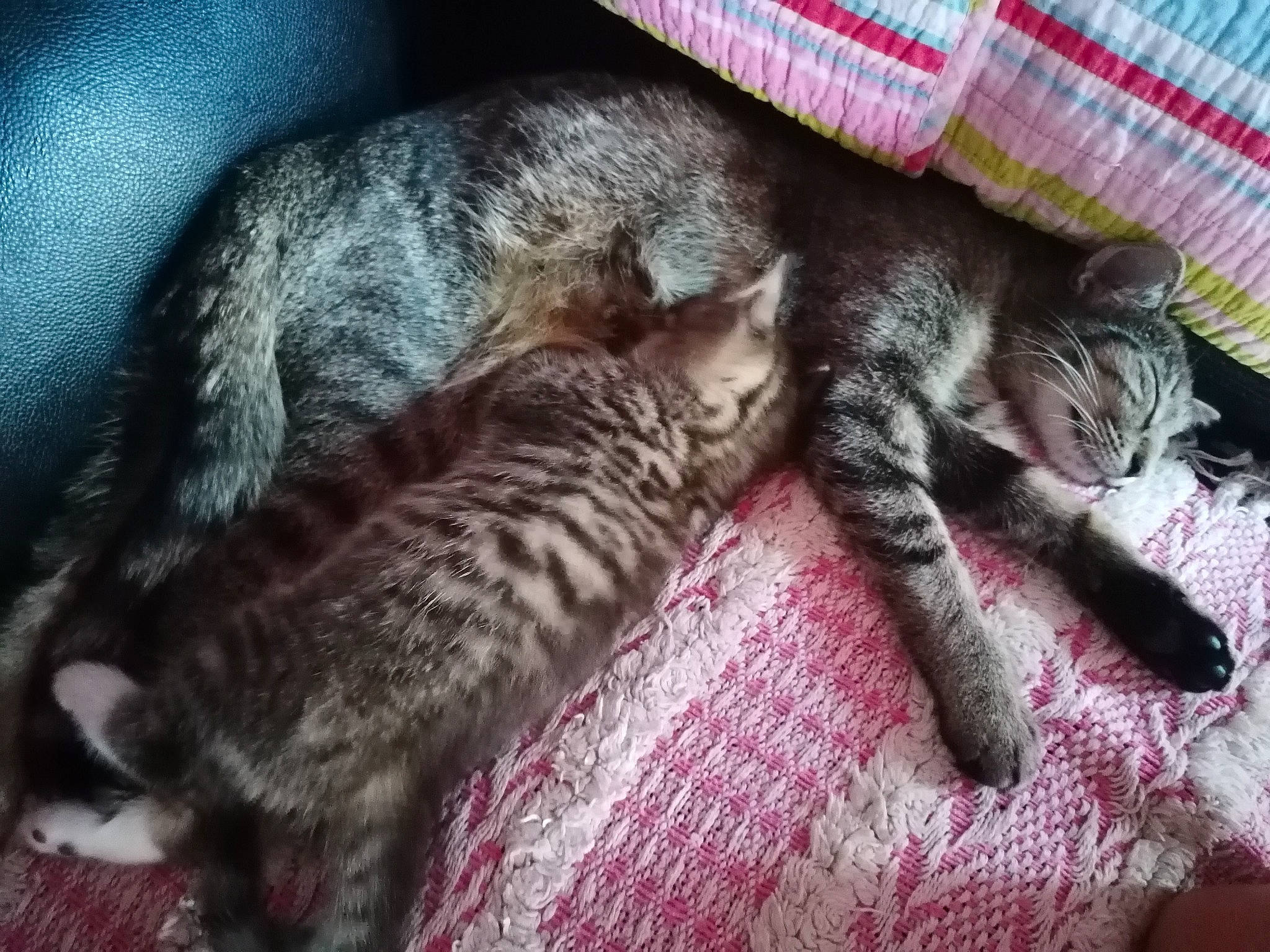 Tigresse a rejoint le concours — aidez-le/la à gagner de superbes lots ! american_shorthair, asian, california_spangled, carnivore, cat, domestic_short_haired_cat, dragon_li, egyptian_mau, european_shorthair, felidae, fur, kitten, mammal, nap, ocicat, pixie_bob, small_to_medium_sized_cats, tabby_cat, vertebrate, whiskers