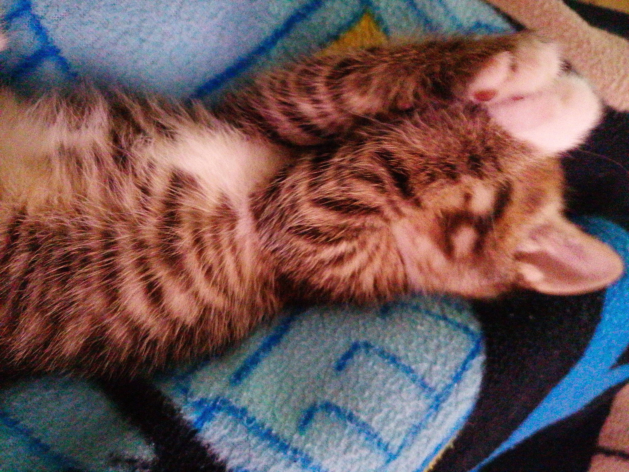 Tigresse a rejoint le concours — aidez-le/la à gagner de superbes lots ! asian, bengal, carnivore, cat, dragon_li, egyptian_mau, european_shorthair, fawn, felidae, fur, kitten, mammal, small_to_medium_sized_cats, tabby_cat, tail, whiskers