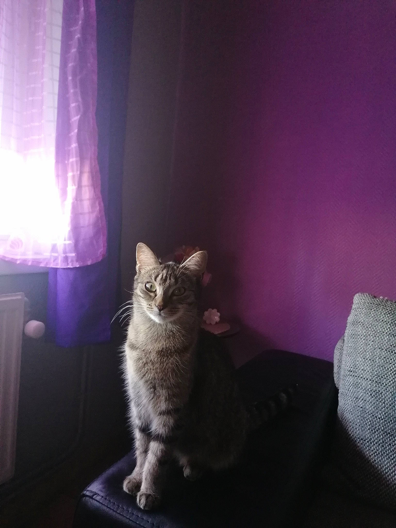 Tigresse participe au concours pour gagner de l'argent avec cette photo : asian, carnivore, cat, curtain, domestic_short_haired_cat, european_shorthair, felidae, fur, kitten, light, purple, small_to_medium_sized_cats, tabby_cat, tail, whiskers, window