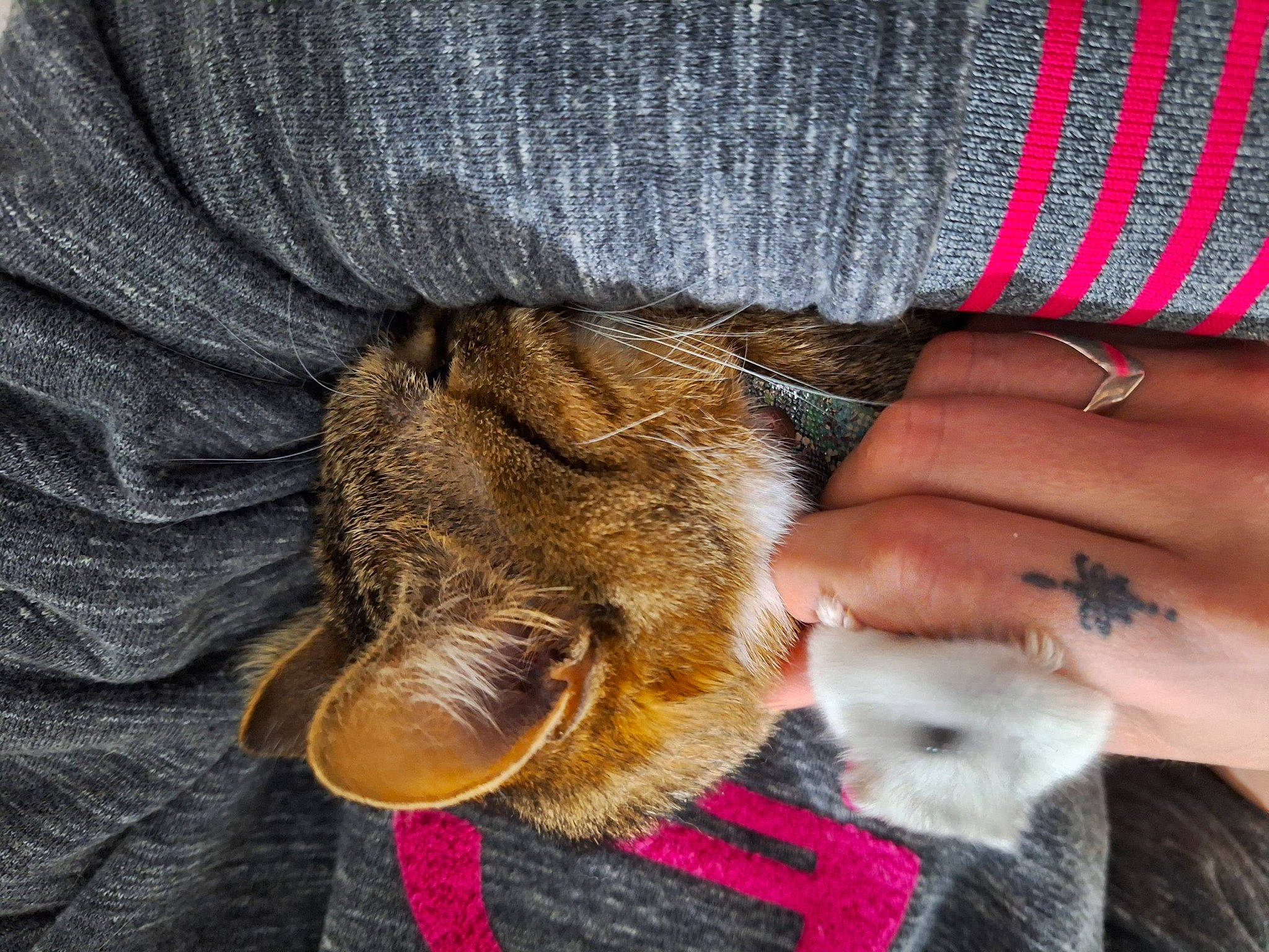 Kiara a rejoint le concours — aidez-le/la à gagner de superbes lots ! cat, claw, comfort, fawn, felidae, foot, fur, gesture, human_leg, leg, nail, paw, small_to_medium_sized_cats, snout, tail, textile, thumb, toe, whiskers, wrist