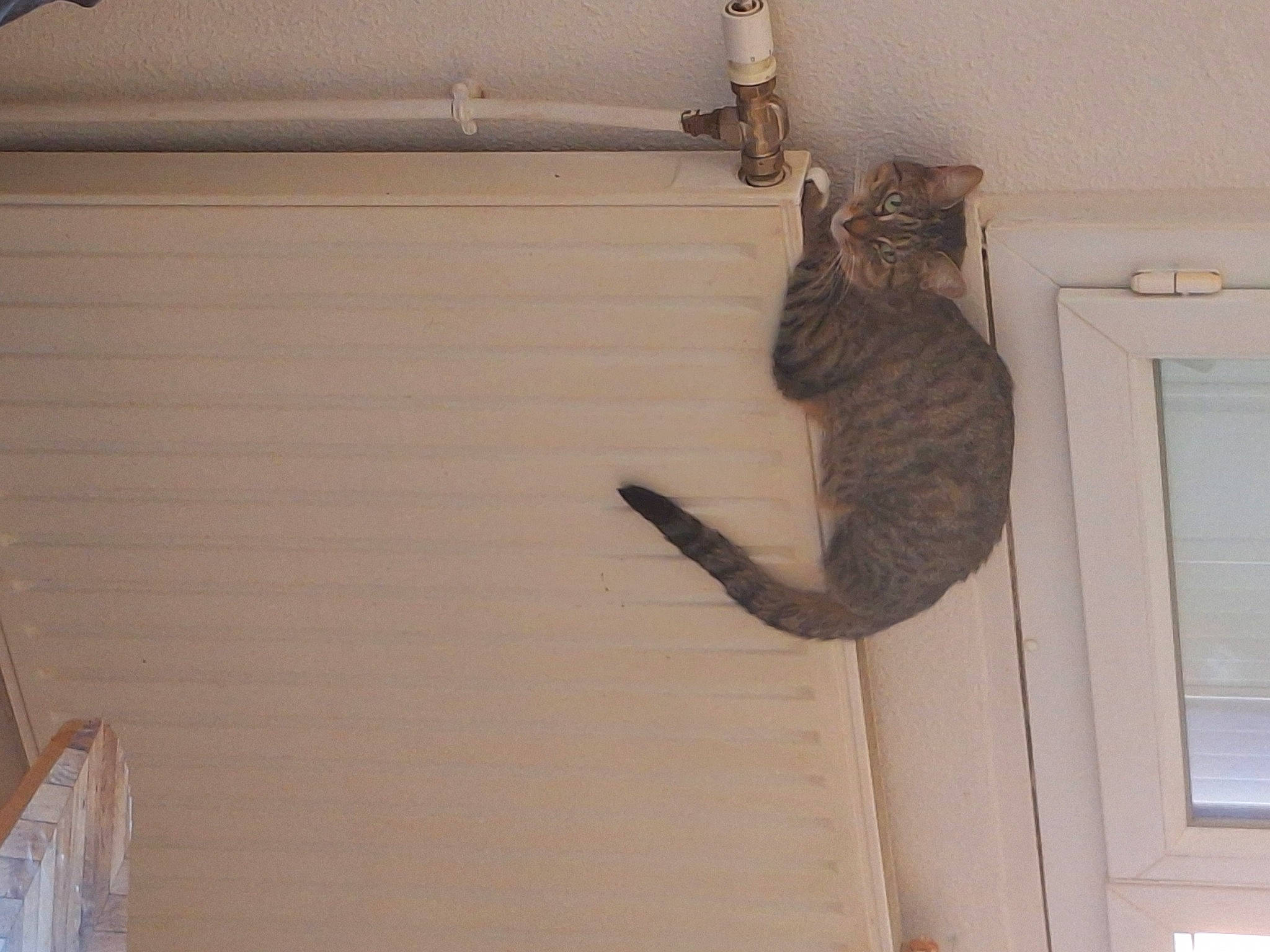 Kiara a rejoint le concours — aidez-le/la à gagner de superbes lots ! carnivore, cat, domestic_short_haired_cat, electrical_wiring, felidae, fur, hardwood, room, small_to_medium_sized_cats, tail, whiskers, window, window_blind, window_covering, wood