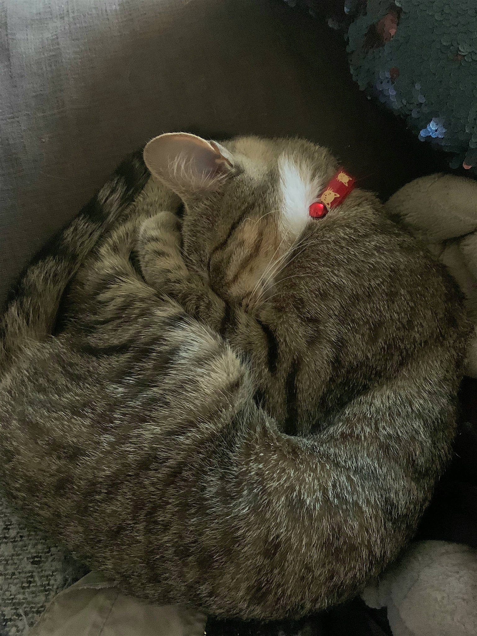 Kiara a rejoint le concours — aidez-le/la à gagner de superbes lots ! carnivore, cat, cat_bed, claw, comfort, domestic_short_haired_cat, felidae, fur, grey, nap, paw, sleep, small_to_medium_sized_cats, snout, tail, terrestrial_animal, whiskers