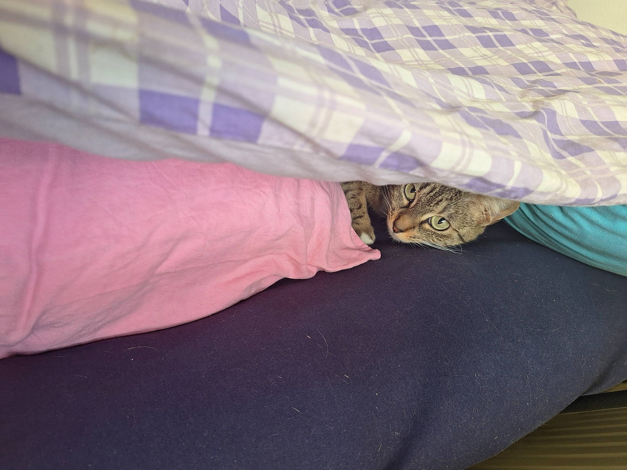 Kiara a rejoint le concours — aidez-le/la à gagner de superbes lots ! bed_sheet, comfort, couch, denim, electric_blue, fashion_accessory, gesture, human_leg, linens, magenta, nail, pattern, purple, sleeve, t_shirt, textile, thigh, violet, wood, wrist