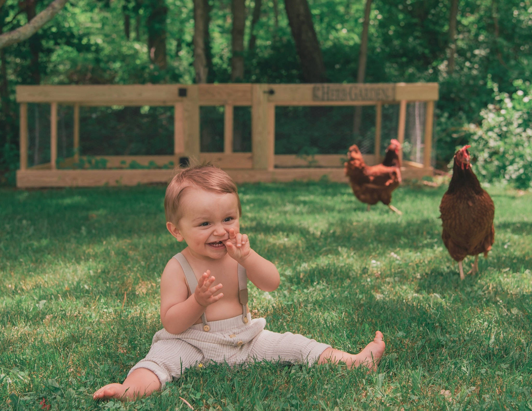 Canaan joined the competition — help win amazing prizes! adaptation, backyard, bird, chicken, chicken_coop, child, family, fawn, fowl, galliformes, grass, joy, livestock, person, plant, rooster, summer, toddler, tree, yard