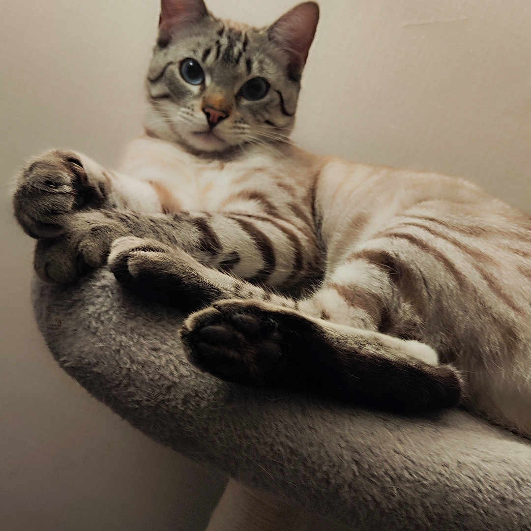 Yumi a rejoint le concours — aidez-le/la à gagner de superbes lots ! animal, cat, cat_tree, closeup, curious, cute, domestic_animal, ears, feline, fur, furry, indoor, mammal, paws, perch, pet, relaxed, resting, striped_cat, whiskers