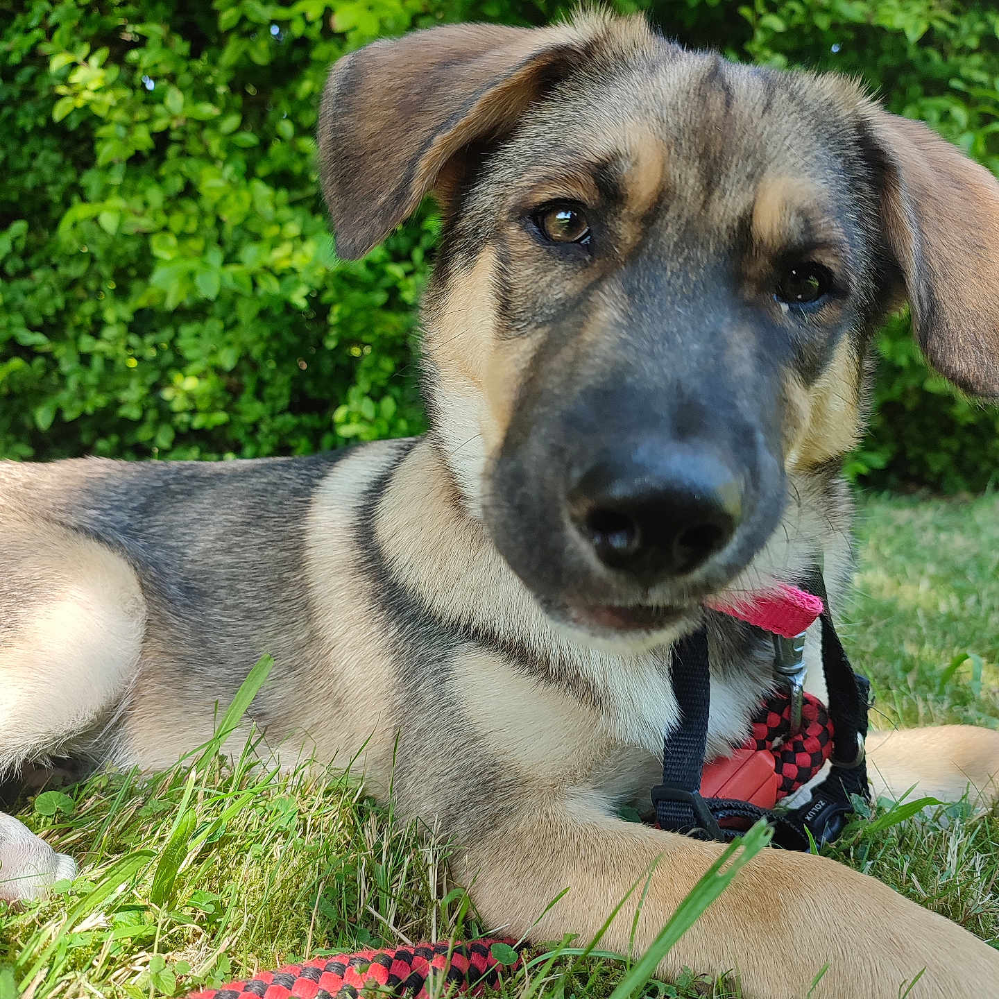Otso a rejoint le concours — aidez-le/la à gagner de superbes lots ! animal, canine, closeup, collar, daylight, dog, ears, fur, grass, greenery, leash, nature, outdoor, pet, playful, puppy, resting, snout, summer, young_dog