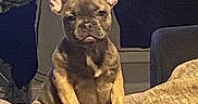 Nya is registered to the contest to win money with this photo: animal, blanket, couch, cozy, curious, cute, dog, domestic, ears, face, french_bulldog, fur, home, indoor, looking, mammal, pet, puppy, sitting, young