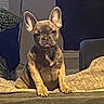 animal, blanket, couch, cozy, curious, cute, dog, domestic, ears, face, french_bulldog, fur, home, indoor, looking, mammal, pet, puppy, sitting, young