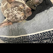 Nya joined the competition — help win amazing prizes! animal, black, blanket, brown, closeup, comfort, cozy, dog, fur, indoor, laying, newborn, pattern, pet, puppy, resting, sleeping, snuggling, soft, white