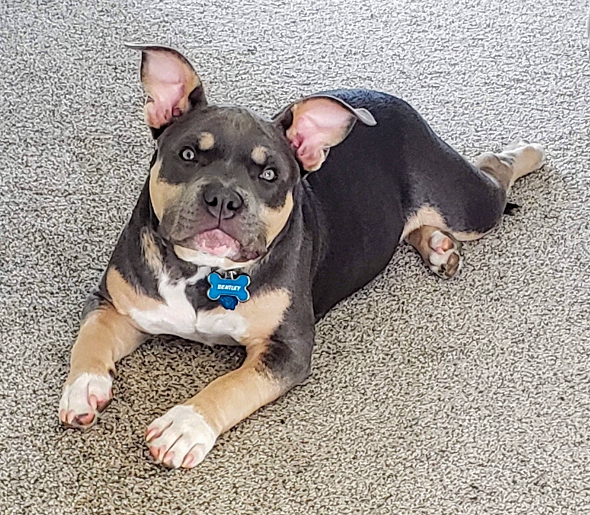 Hunter joined the competition — help win amazing prizes! asphalt, boston_terrier, bulldog, canidae, carnivore, collar, companion_dog, dog, dog_breed, dog_collar, electric_blue, fawn, leash, molosser, paw, snout, sporting_group, toy_dog, whiskers, working_animal