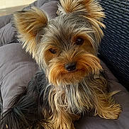 Tagada participe au concours pour gagner de l'argent avec cette photo : dog, yorkshire_terrier, small_dog, pet, animal, portrait, sitting, couch, sofa, cushion, outdoor, patio, furniture, fluffy, long_hair, brown_fur, black_fur, beard, ears, camera