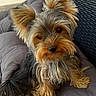 dog, yorkshire_terrier, small_dog, pet, animal, portrait, sitting, couch, sofa, cushion, outdoor, patio, furniture, fluffy, long_hair, brown_fur, black_fur, beard, ears, camera