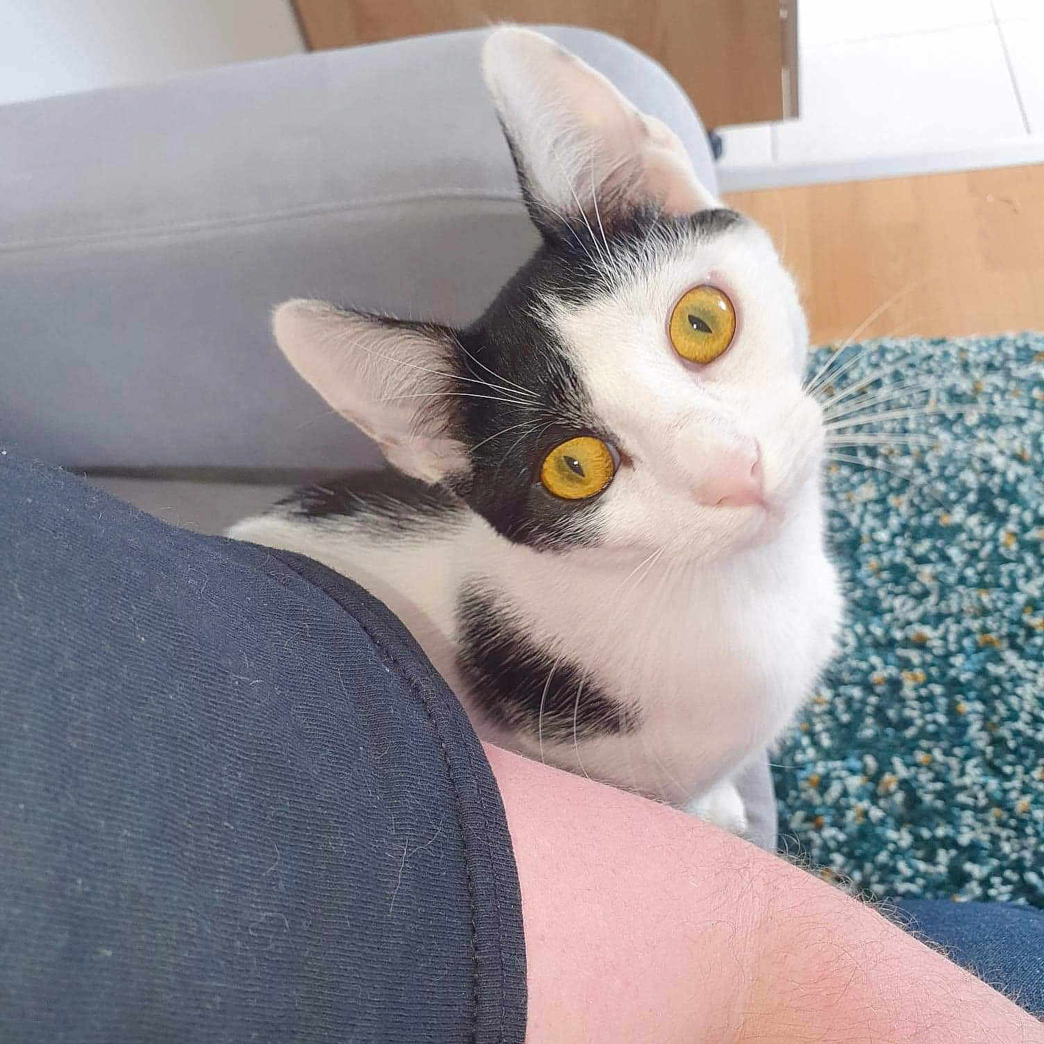 Rosie