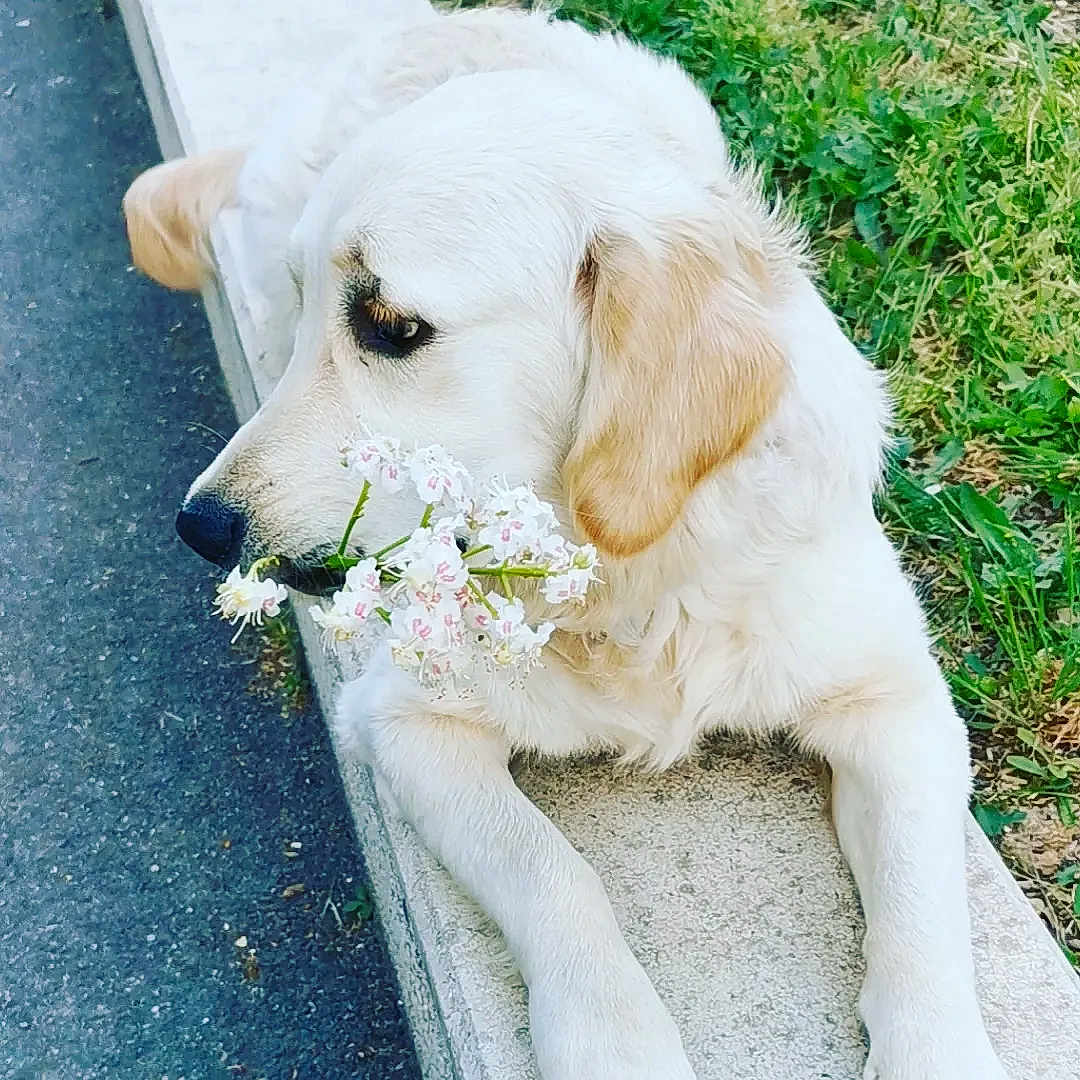 Skye