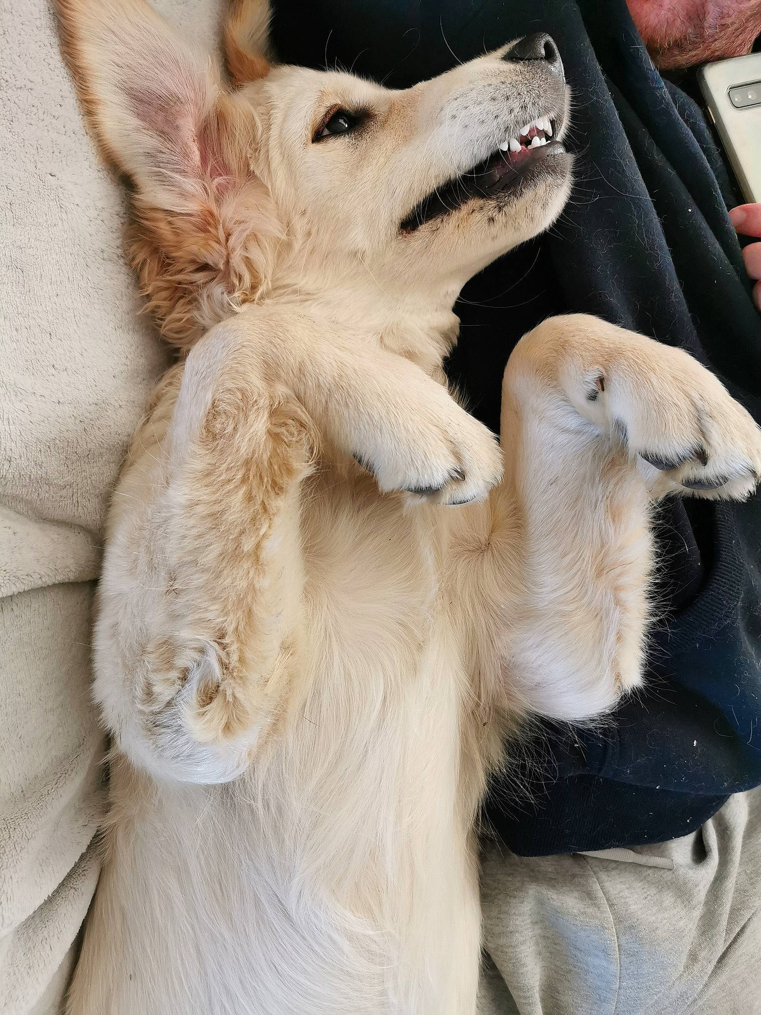 Skye a rejoint le concours — aidez-le/la à gagner de superbes lots ! carnivore, claw, companion_dog, dog, dog_breed, ear, fawn, fur, gesture, goat_antelope, llama, mammal, mobile_phone, paw, snout, tail, terrestrial_animal, whiskers, wildlife, working_animal