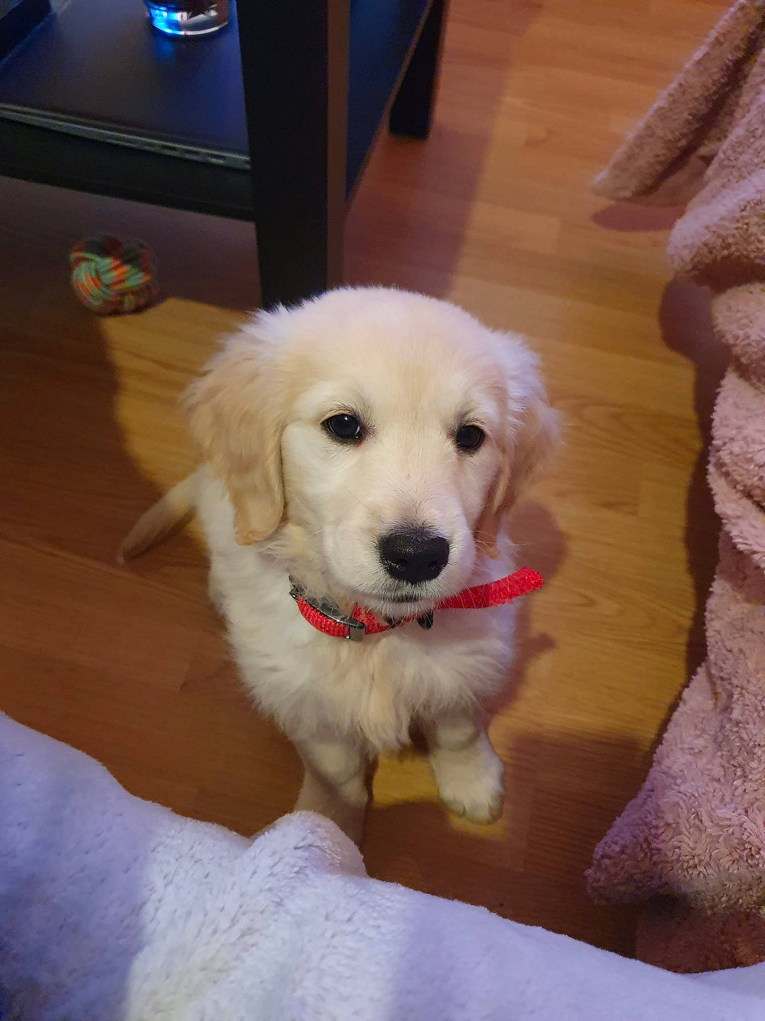 Skye participe au concours pour gagner de l'argent avec cette photo : cabinetry, carnivore, companion_dog, dog, dog_breed, drawer, floor, flooring, fur, hardwood, livestock_guardian_dog, pet_supply, room, snout, sporting_group, varnish, wood, wood_flooring, wood_stain, working_animal