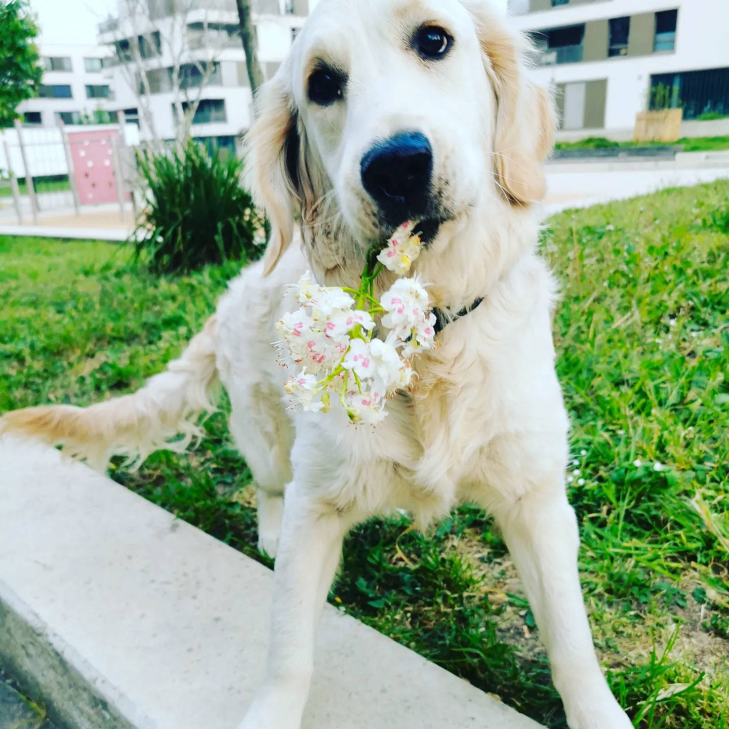Skye participe au concours pour gagner de l'argent avec cette photo : building, canidae, carnivore, collar, companion_dog, dog, dog_breed, dog_collar, fawn, fur, grass, green, gun_dog, happy, plant, snout, sporting_group, tree, window, working_animal