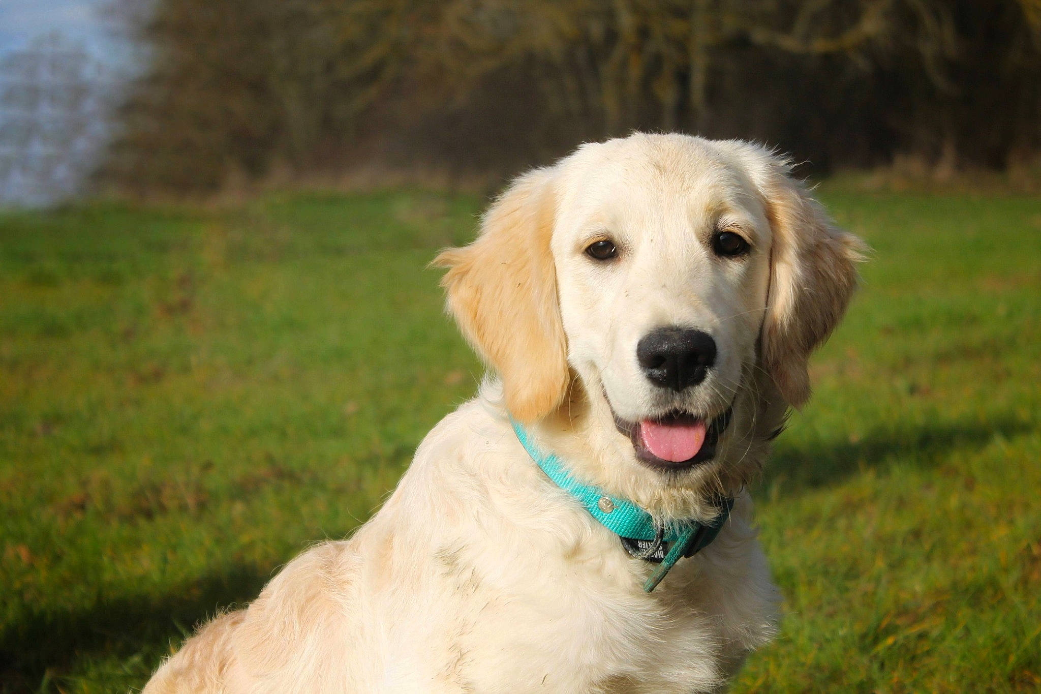 Skye a rejoint le concours — aidez-le/la à gagner de superbes lots ! biting, canidae, carnivore, chair, collar, companion_dog, dog, dog_breed, dog_collar, fawn, grass, gun_dog, labrador_retriever, plant, retriever, snout, sporting_group, tree, vertebrate, working_animal