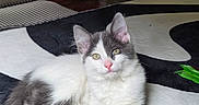 Whimsy is registered to the contest to win money with this photo: animal, blue_eyes, cat, feather_toy, fluffy, fur, gray_and_white, home, indoor, kitten, long_tail, lying_down, pet, pink_nose, pointed_ears, portrait, reflective_floor, rug, sitting, whiskers