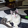 animal, blue_eyes, cat, feather_toy, fluffy, fur, gray_and_white, home, indoor, kitten, long_tail, lying_down, pet, pink_nose, pointed_ears, portrait, reflective_floor, rug, sitting, whiskers