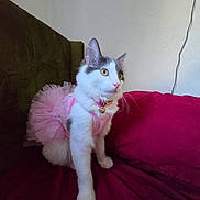 Whimsy is registered to the contest to win money with this photo: alert, animal, bell, cat, collar, costume, couch, cute, ears, fluffy, gray_fur, indoor, kitten, pet, pink_tutu, portrait, sitting, sofa, whiskers, white_fur