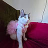 alert, animal, bell, cat, collar, costume, couch, cute, ears, fluffy, gray_fur, indoor, kitten, pet, pink_tutu, portrait, sitting, sofa, whiskers, white_fur