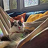 Whimsy joined the competition — help win amazing prizes! animal, blanket, cat, couch, cozy, daylight, feline, gray_fur, green_eyes, hammock, home, indoors, kitten, pet, pillows, pink_nose, portrait, whiskers, white_fur, window