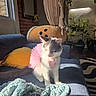 Whimsy is registered to the contest to win money with this photo: animal, blanket, cat, collar, costume, couch, cute, gray_and_white, home, indoor, kitten, living_room, pet, pillow, pink_tutu, plants, portrait, sitting, sofa, sunlight