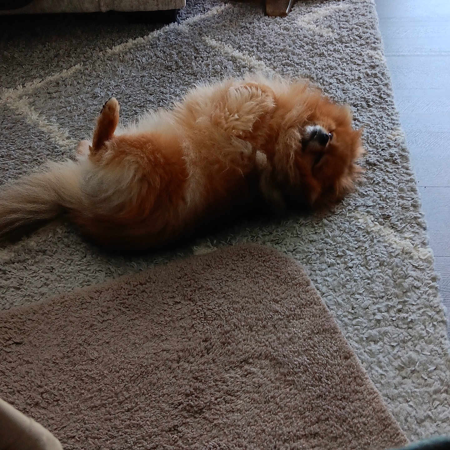 Cherokee joined the competition — help win amazing prizes! dog, carpet, indoor, furniture, couch, shoe, wooden_table, relaxed, lying_down, fluffy, pet, home, cozy, brown, patterned, floor, paw, playful, animal, resting