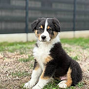 Ayko participe au concours pour gagner de l'argent avec cette photo : puppy, dog, tricolor, sitting, grass, outdoor, pet, young, fur, cute, animal, nature, fence, background, ears, face, eyes, nose, paws, adorable