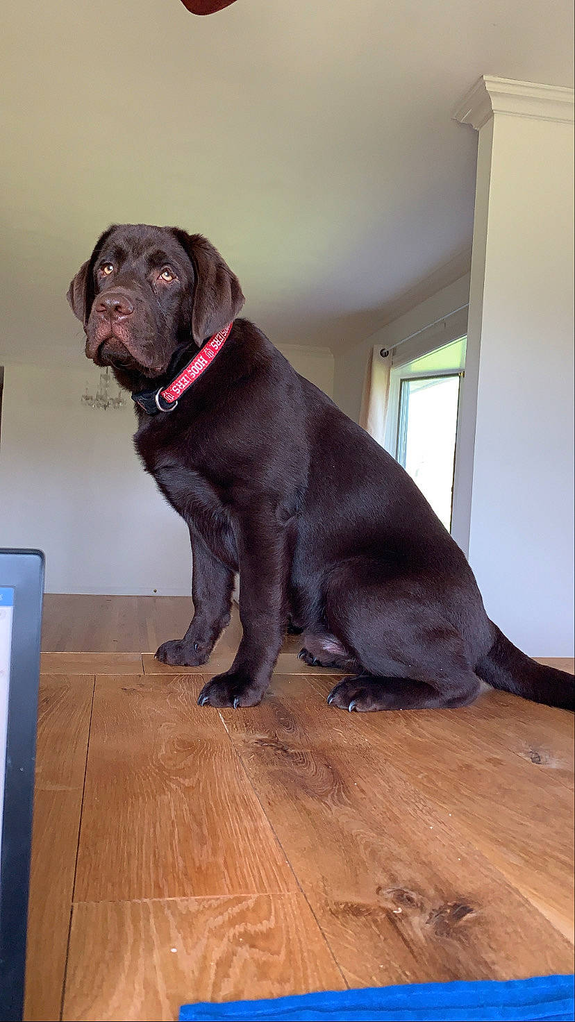 Hank is registered to the contest to win money with this photo: bandog, beagador, borador, cane_corso, canidae, carnivore, dog, dog_breed, fawn, labrador_retriever, mammal, retriever, snout, sporting_group, vertebrate