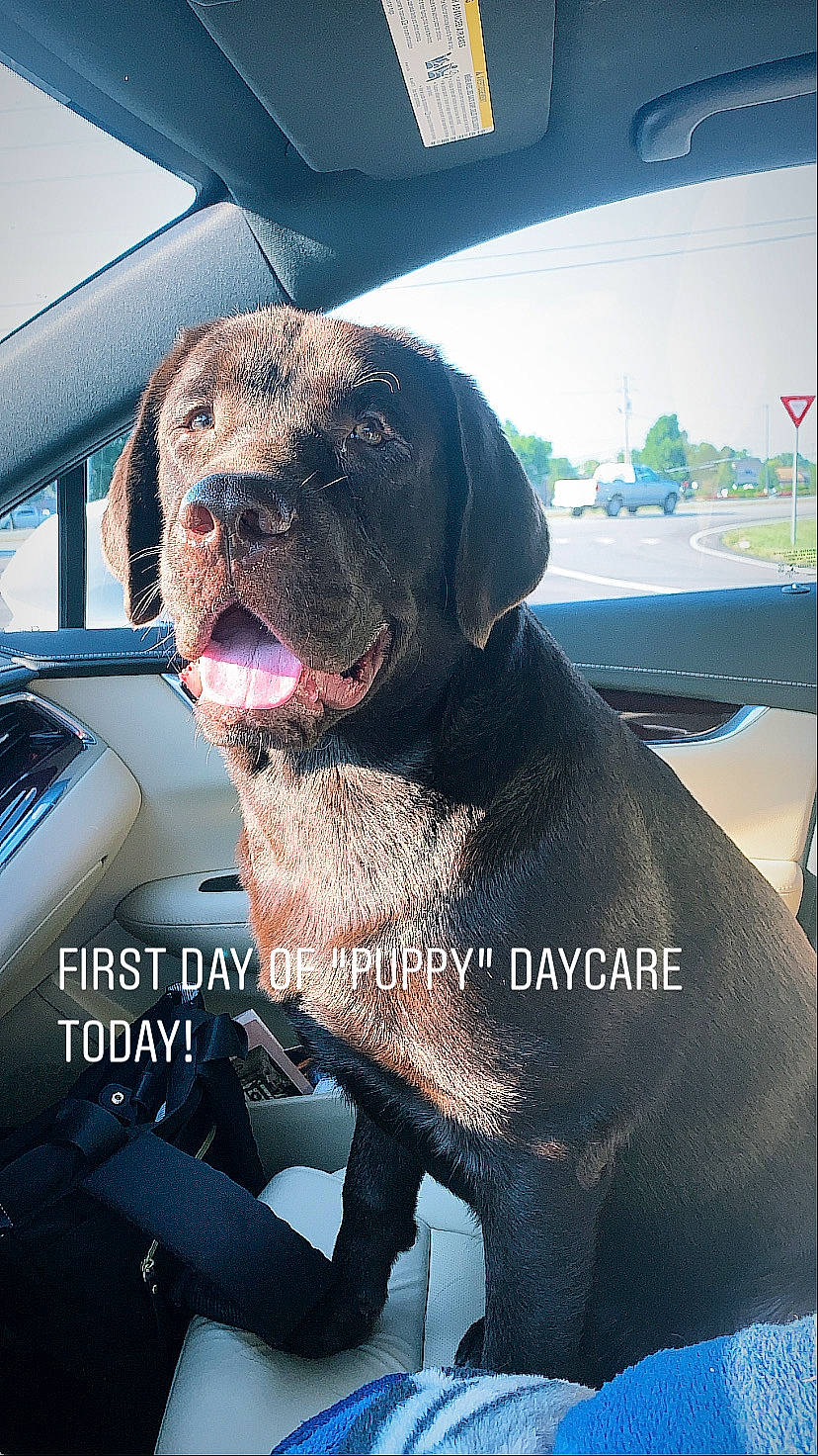 Hank is registered to the contest to win money with this photo: canidae, carnivore, dog, dog_breed, fawn, labrador_retriever, mammal, snout, sporting_group