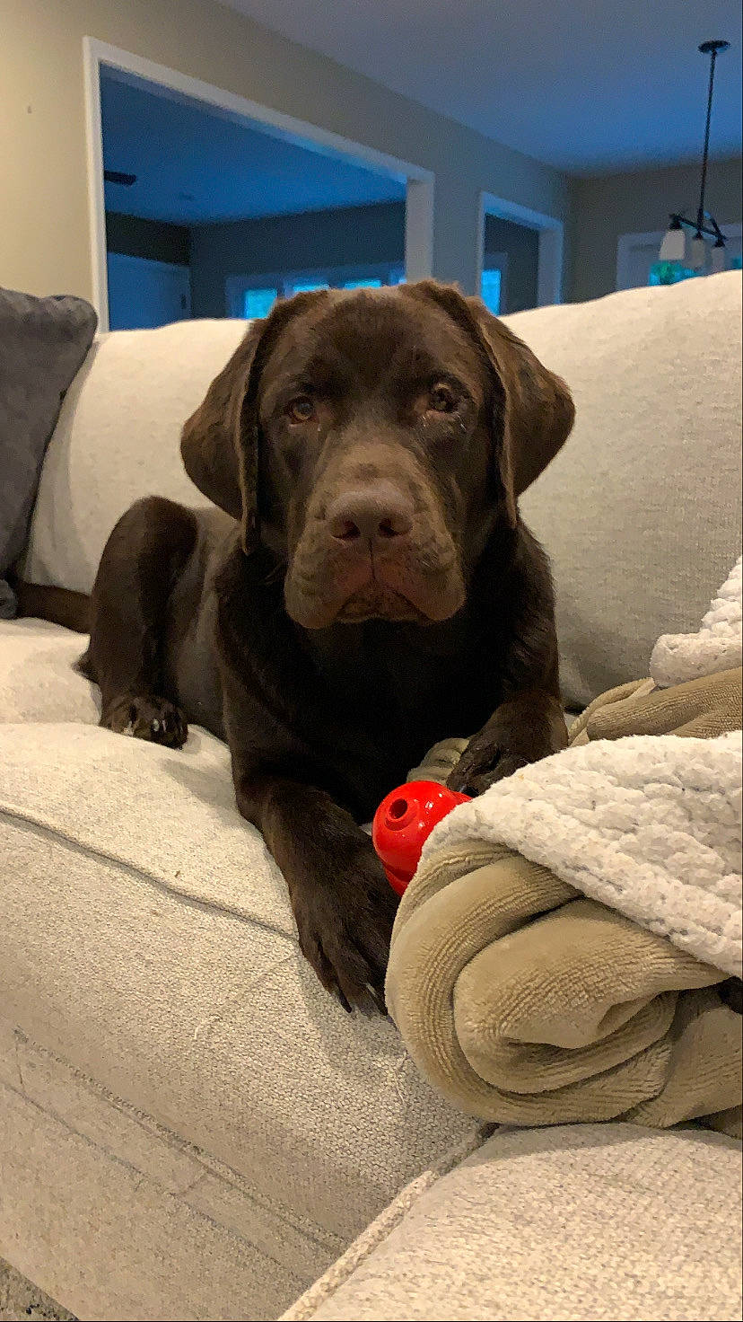 Hank joined the competition — help win amazing prizes! beagador, canidae, carnivore, companion_dog, dog, dog_breed, fawn, hunting_dog, labrador_retriever, mammal, pointer, pointing_breed, puppy, retriever, snout, sporting_group, vertebrate