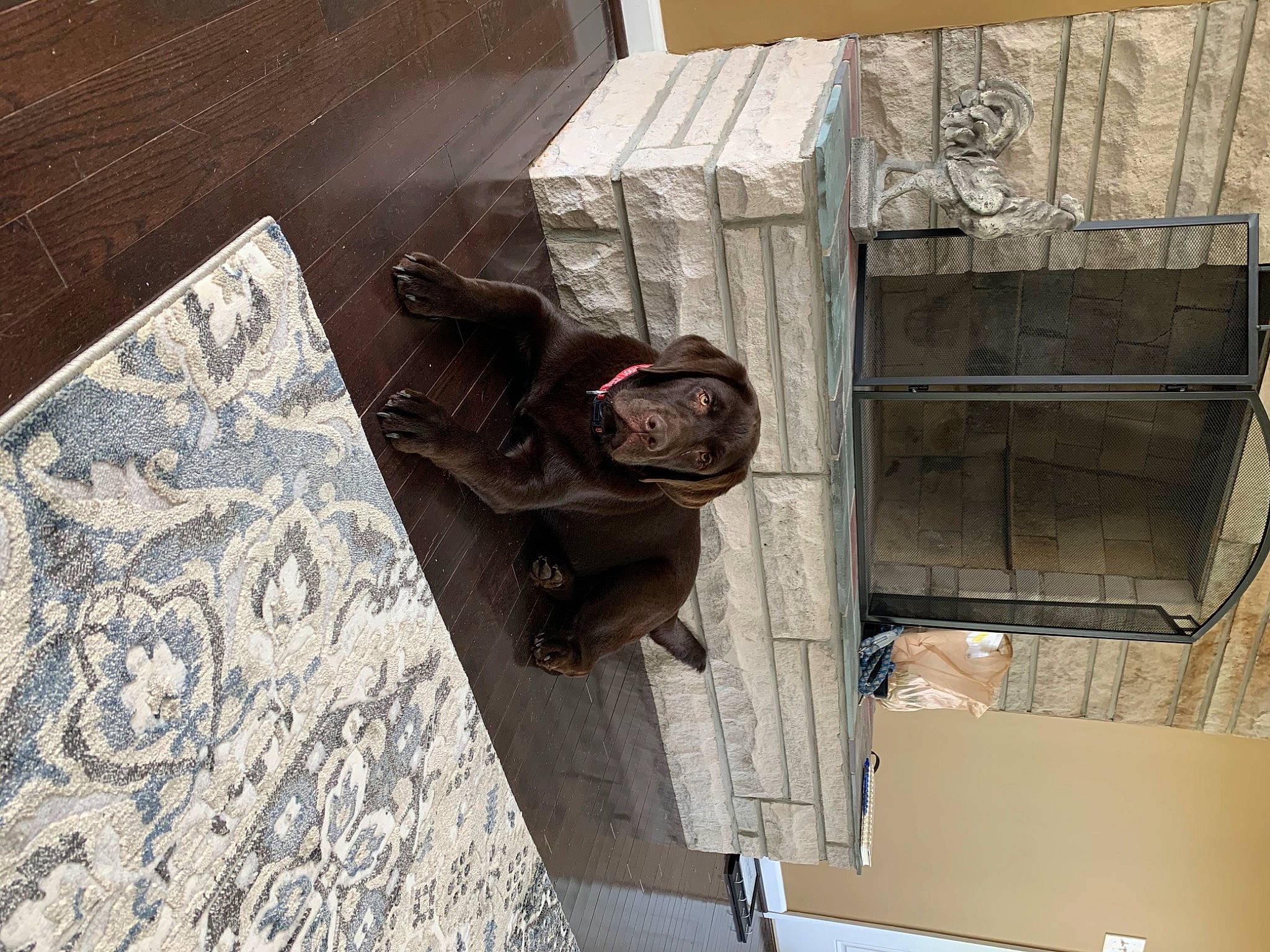 Hank is registered to the contest to win money with this photo: zoo