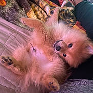 Pancho joined the competition — help win amazing prizes! puppy, dog, fluffy, cute, pet, lying_down, couch, blanket, indoor, cozy, resting, paw, fur, animal, companion, relaxing, home, cute_pet, adorable, young_dog