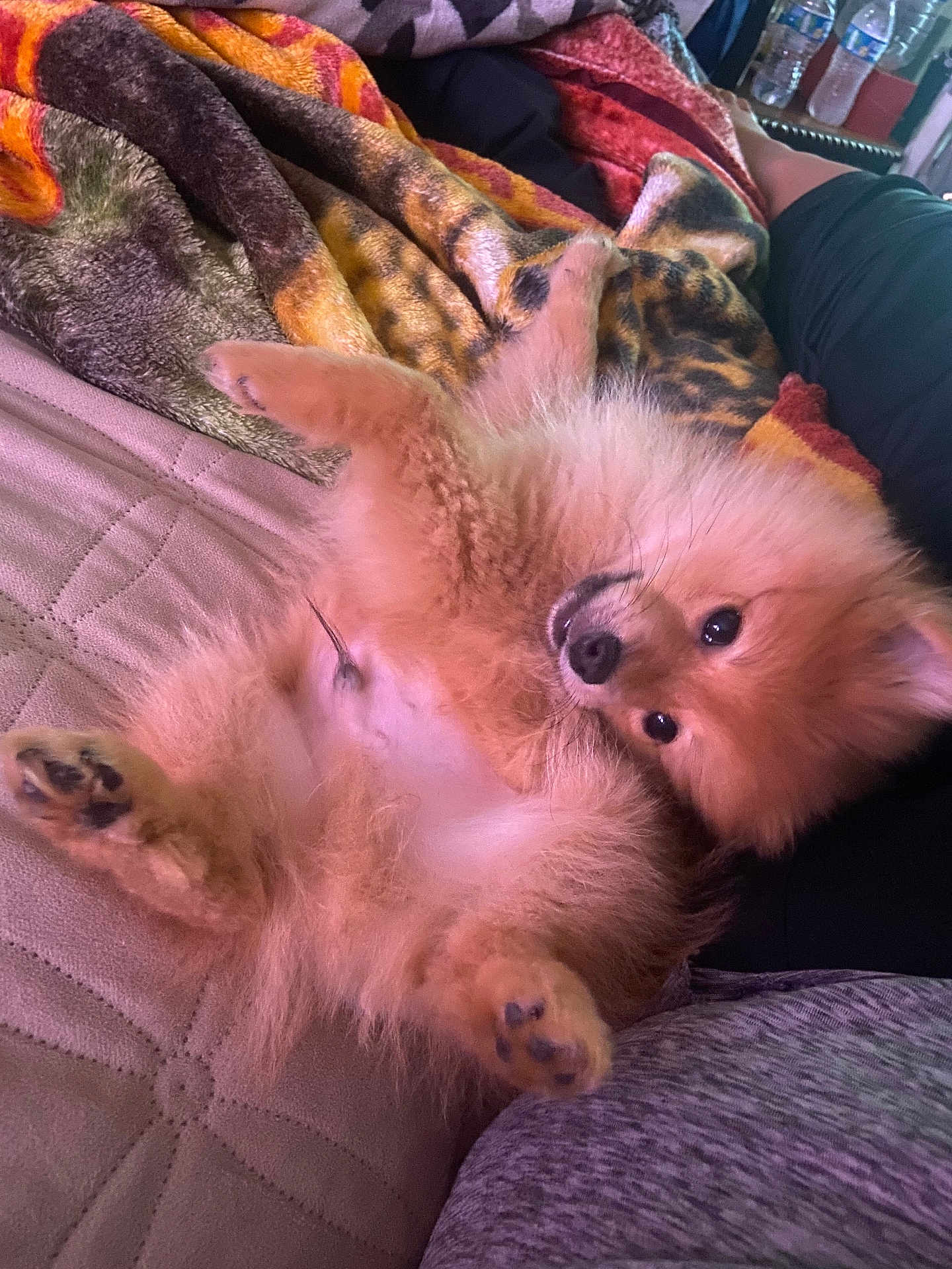 Pancho