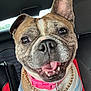 dog, french_bulldog, pet, smiling, collar, gold_chain, car_interior, seat, tongue_out, closeup, happy, canine, animal, muzzle, ears, fur, domestic_animal, companion, cute, portrait