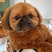 Arsène participe au concours pour gagner de l'argent avec cette photo : dog, brown_fur, fluffy, indoor, pet, face, shoulder, person, furniture, wood, cozy, portrait, closeup, cute, animal, companion, expression, home, table, chair
