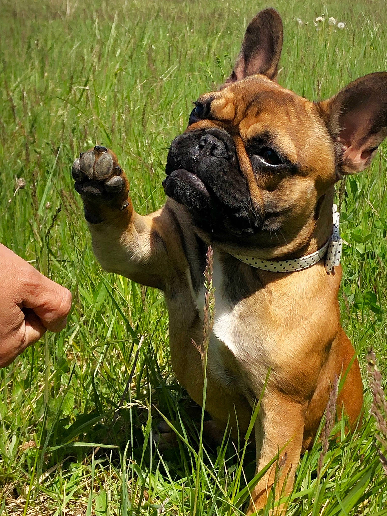 Lili participe au concours pour gagner de l'argent avec cette photo : bulldog, canidae, carnivore, companion_dog, dog, dog_breed, fawn, french_bulldog, grass, mammal, non_sporting_group, olde_english_bulldogge, perro_de_presa_mallorquin, plant, pug, puggle, rare_breed_dog, renascence_bulldogge, snout, vertebrate