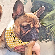 Lili participe au concours pour gagner de l'argent avec cette photo : ancient_dog_breeds, bulldog, canidae, carnivore, companion_dog, dog, dog_breed, ear, fawn, french_bulldog, mammal, molosser, non_sporting_group, puppy, skin, snout, vertebrate