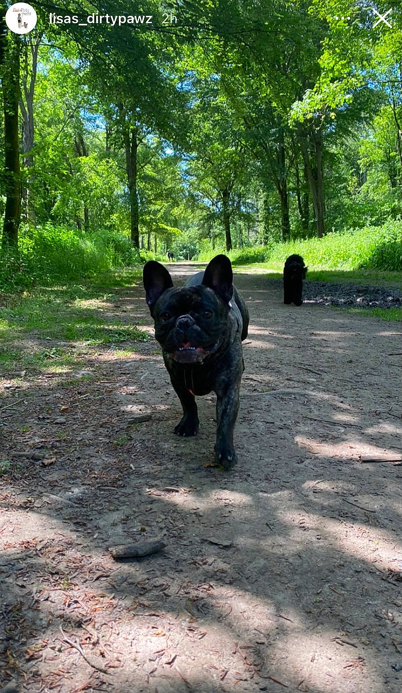 Ronnie is registered to the contest to win money with this photo: bulldog, canidae, carnivore, companion_dog, dog, dog_breed, fawn, forest, grass, plant, snout, soil, tail, terrestrial_animal, trail, tree, trunk, walking, woodland, working_animal