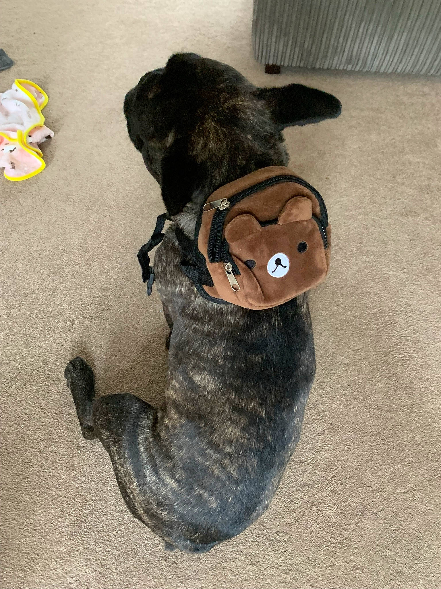 Ronnie is registered to the contest to win money with this photo: canidae, carnivore, collar, companion_dog, dog, dog_breed, dog_clothes, dog_collar, dog_supply, dog_toy, fawn, leash, pet_supply, plush, snout, sporting_group, stuffed_toy, tail, toy, working_animal