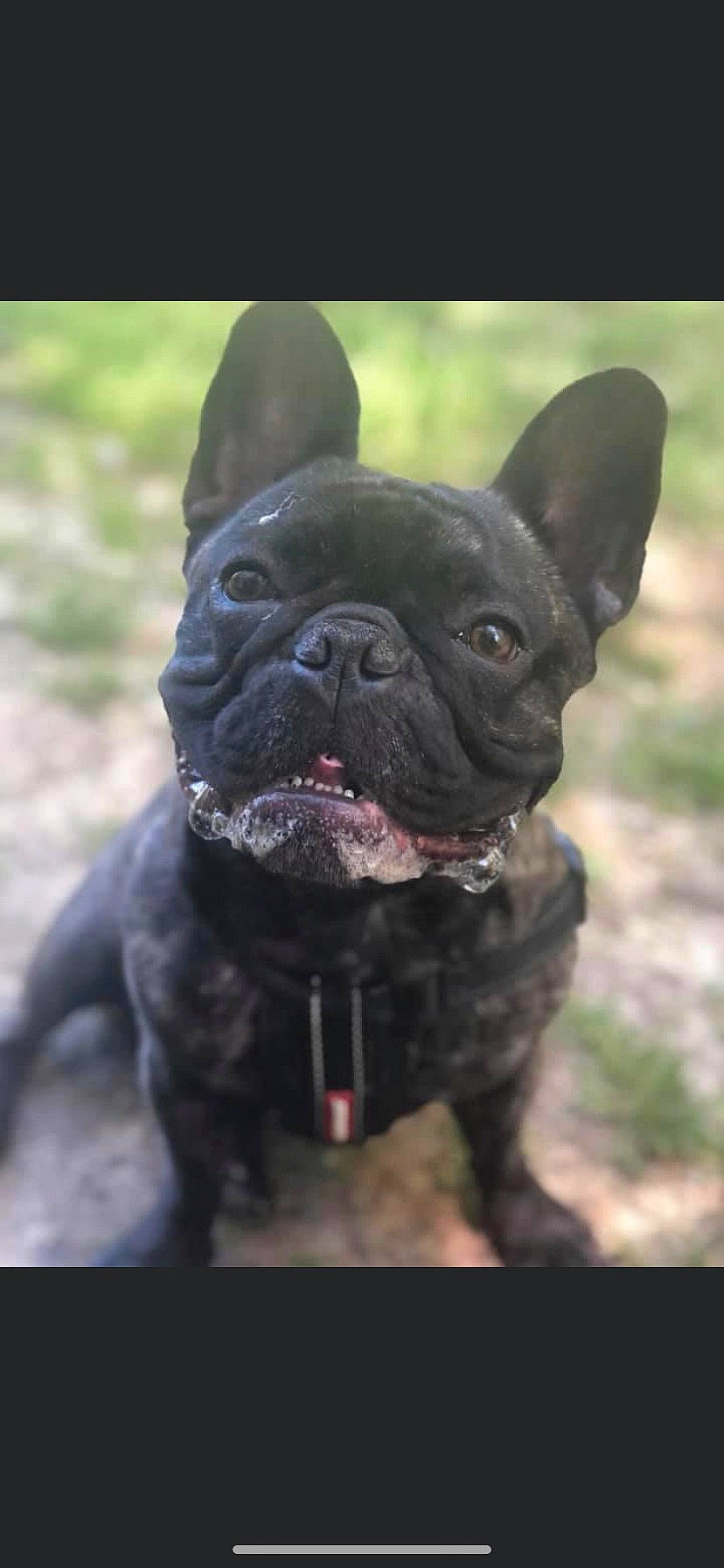 Ronnie is registered to the contest to win money with this photo: bulldog, canidae, carnivore, close_up, collar, companion_dog, dog, dog_breed, dog_collar, ear, fawn, grass, liver, snout, sporting_group, terrestrial_animal, toy_dog, whiskers, working_animal, wrinkle